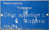 Bizzarria