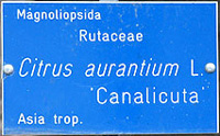 Canaliculata