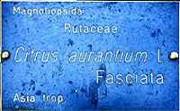 Fasciata