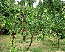 Citrus trees at Villa Hanbury