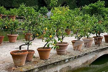 Boboli Isolotto with citrus pots