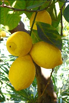 Florence+Osbeck Florence Osbeck http://www.homecitrusgrowers.co.uk/citrusplaces ...