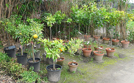 Propagated citrus at Moestuin Twickel