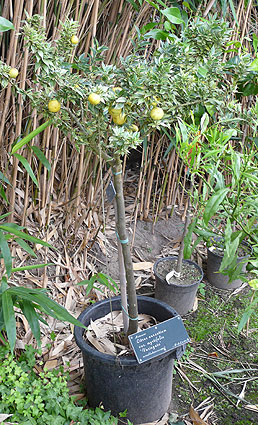 Variegated Chinotto at Moestuin Twickel