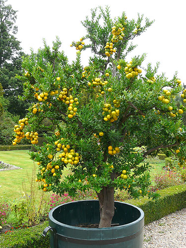 Citrus aurantium Myrtifolia