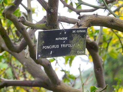 Dublin B.G. Poncirus trunk & label