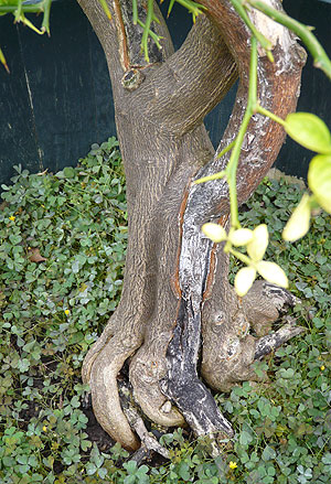 Poncirus stem at Twickel