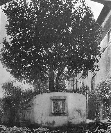 St Dominic's Orange Tree from Tolkowsky