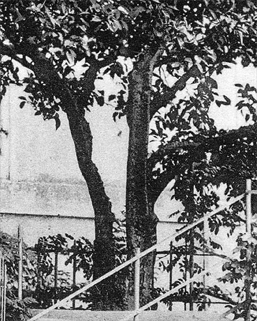 St Dominic's Orange Tree - trunk