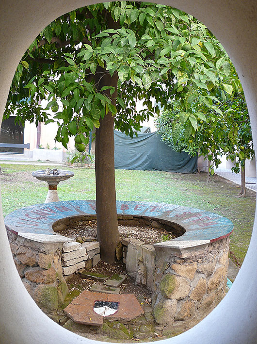 S. Dominic Orange Tree through the hole