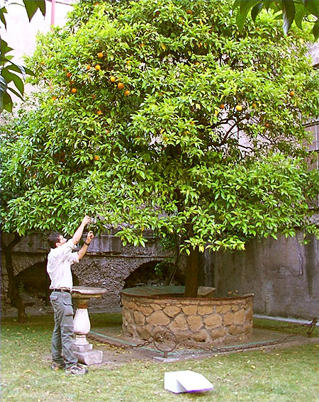 Fruit collector at S. Dominics Orange Tree