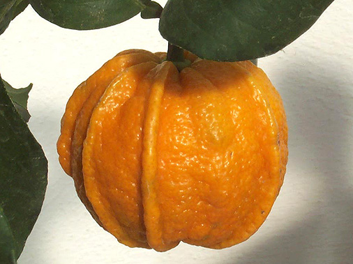Citrus aurantium Canaliculata