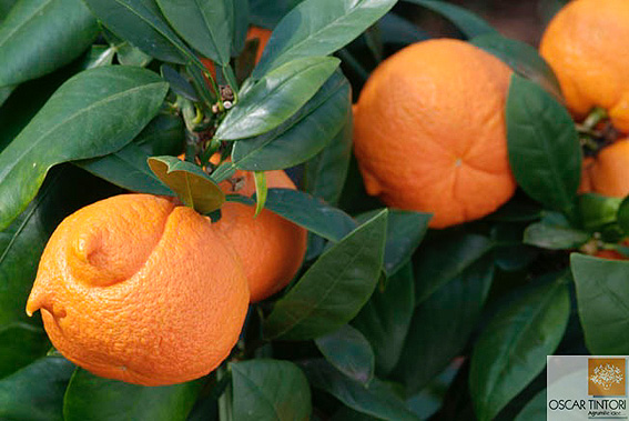 Citrus aurantium Corniculata