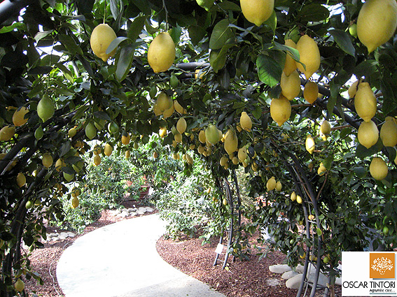 Arch of Lunario Lemons