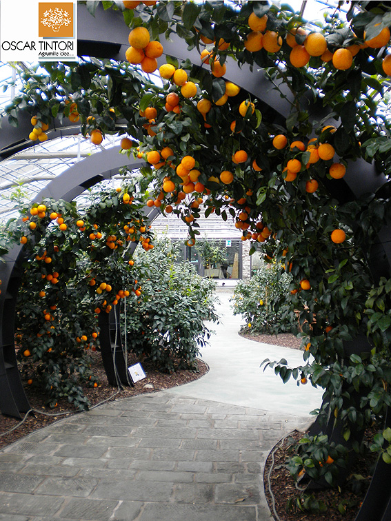 Arch of Citrus volkameriana