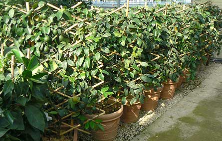 tintori's espaliered citrus