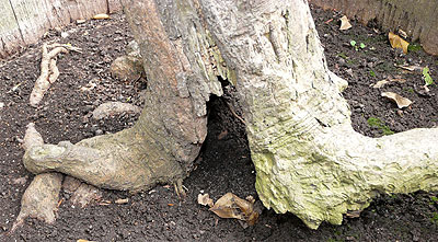 foot rot detail