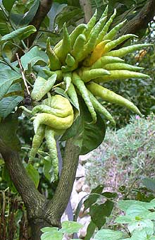 Buddha's Hand Citron