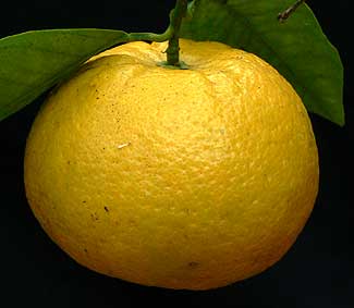 Citrus sinensis 'Arancia Doppio'