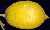 Corsicon citron