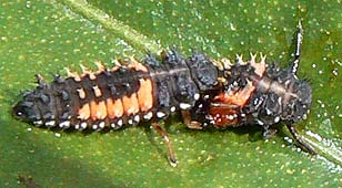 Cannibal Harlequin larva