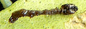 dead light brown apple moth larva