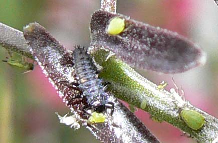 Harlequin larva eating aphid