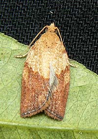 Epiphyas postvittana adult moth