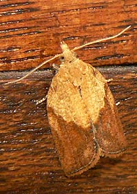 light brown apple moth adult