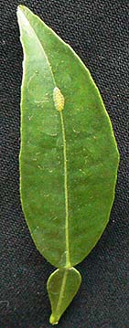 light brown apple moth eggs on leaf