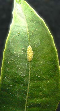 light brown apple moth eggs on leaf 2