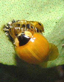 adult Harlequin Ladybird leaving pupa
