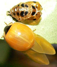 Harlequin Ladybird and pupa case