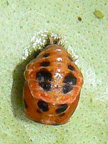 spotted Harlequin pupa