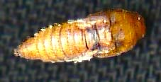 light brown apple moth larva pupa i