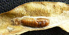 light brown apple moth larva pupa in leaf