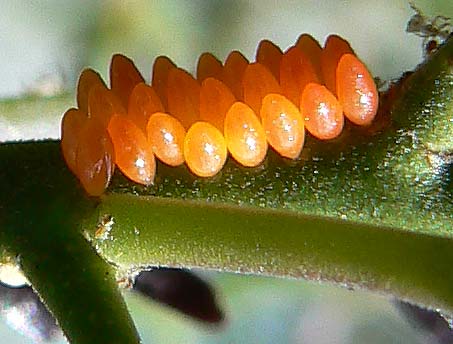 harlequin ladybird eggs
