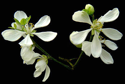 Flowering Twig