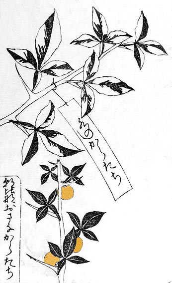 Poncirus variants from Somoku kin'yoshu - part 1