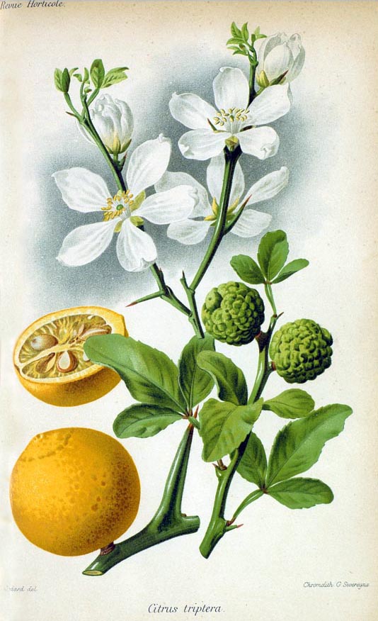 from Revue Horticole 1885