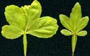 unusual Poncirus trifoliata leaves