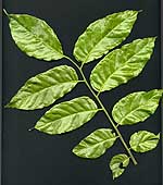 Wampee leaf