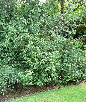 Poncirus trifoliata near West Gdn, Dyffryn