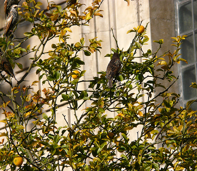Starlings in St. Pauls Trifoliate Orange trees