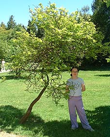 Poncirus trifoliata at Exbury 
