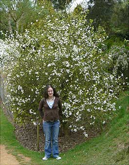 Heather Garden Poncirus trifoliata