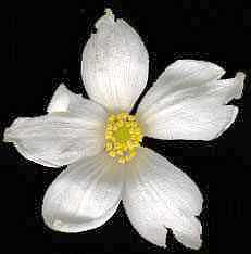 Clerkenwell Poncirus flower