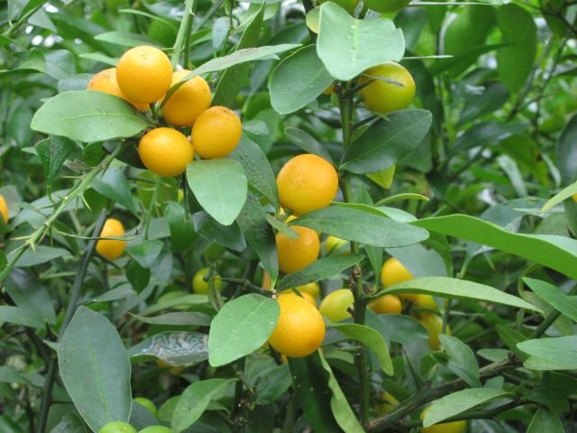 Saga University Citrus Hybrids