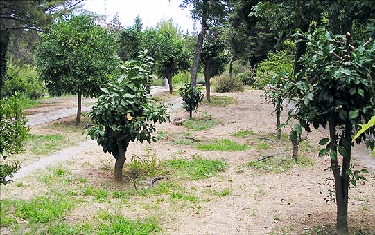 Diomedes Botanic Garden citrus