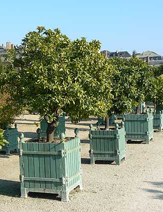 Versailles citrus in planter